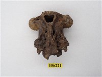 藏品(鹿頭顱骨化石)的圖片